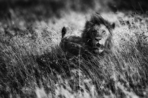 Kamal-ol-Molk Bronze Trophy