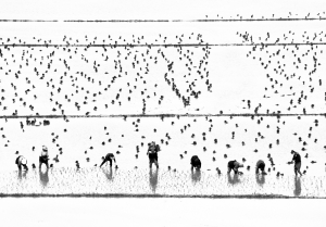 Khayyam Bronze Trophy