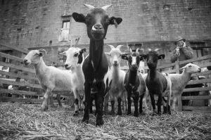 Kamal-ol-Molk Gold Trophy